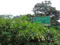 Bunch of blooming Brugmansia versicolor in Kerala